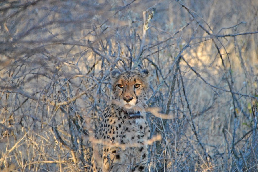 felini africat fondation1000