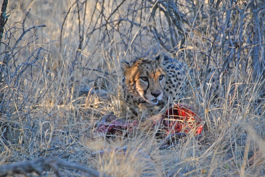 felino namibia trekking1000