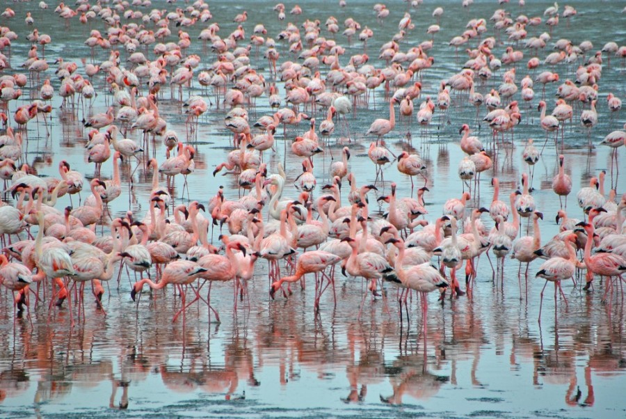 fenicotteri namibia 1000