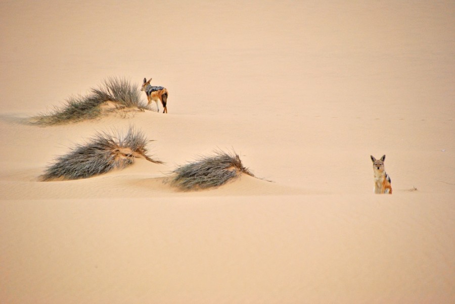 sciacalli-a-swakopmund1000