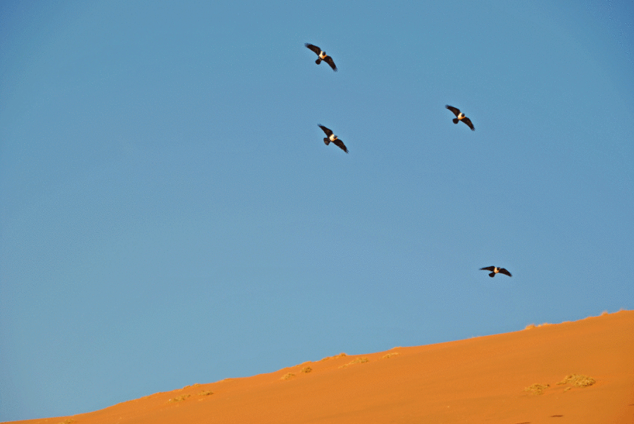 deserto-namib-colori1000