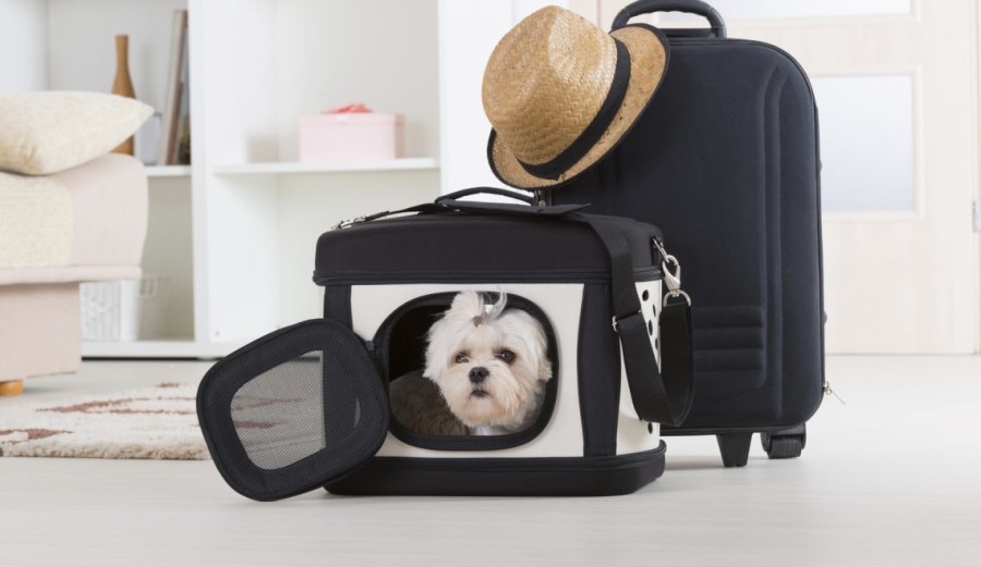 viaggiare-in-treno-con-il-cane