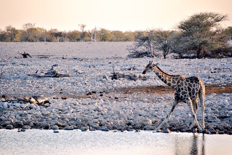 giraffa etosha