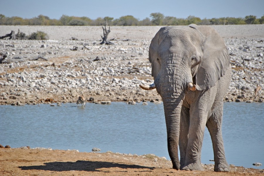 elefante etosha1000