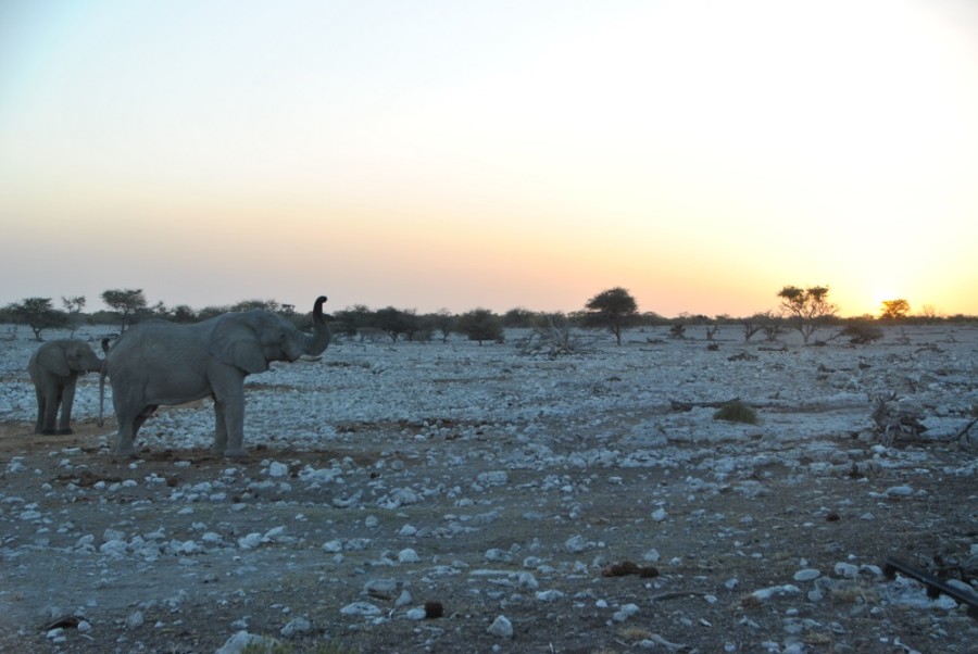 elefante tramonto etosha1000