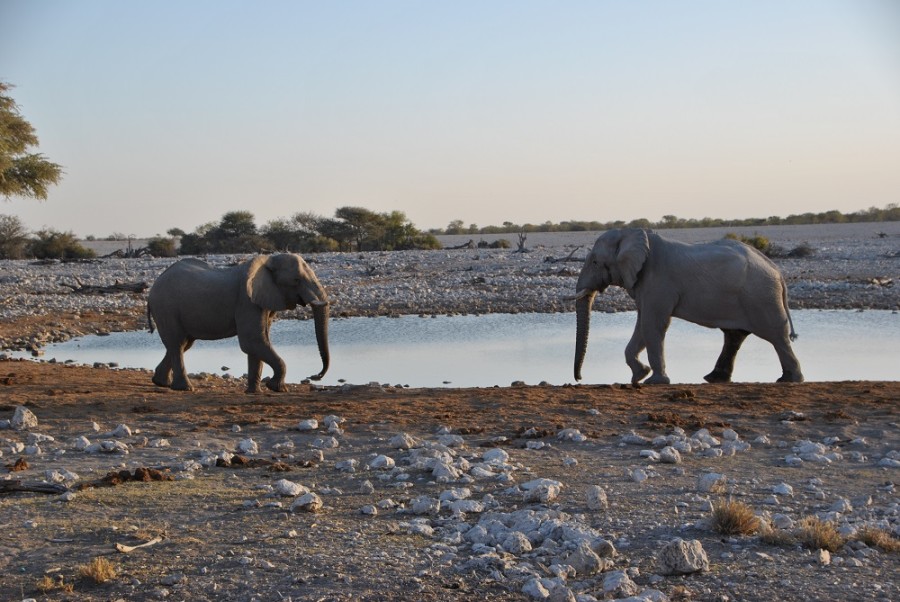 elefanti etosha1000 1