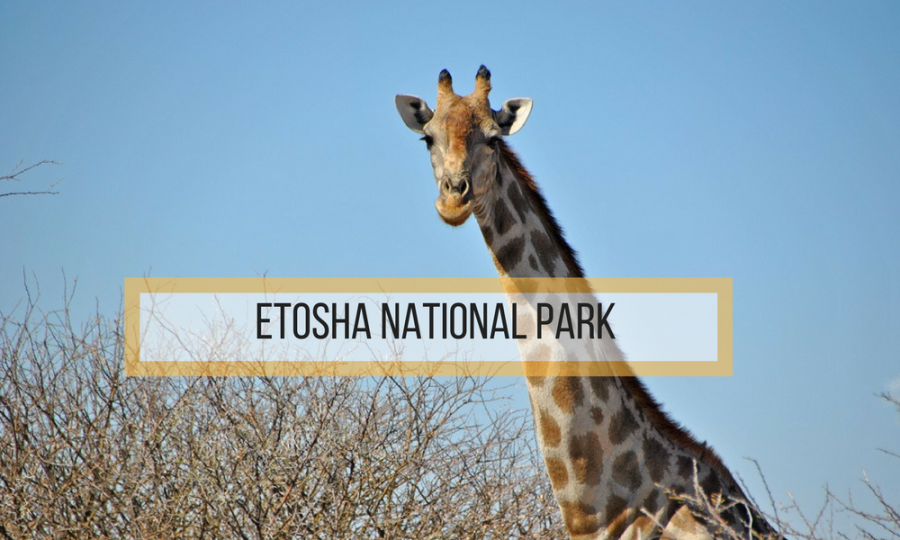 etosha national park cose da sapere