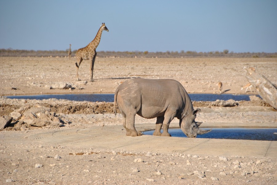 giraffa rino etosha1000