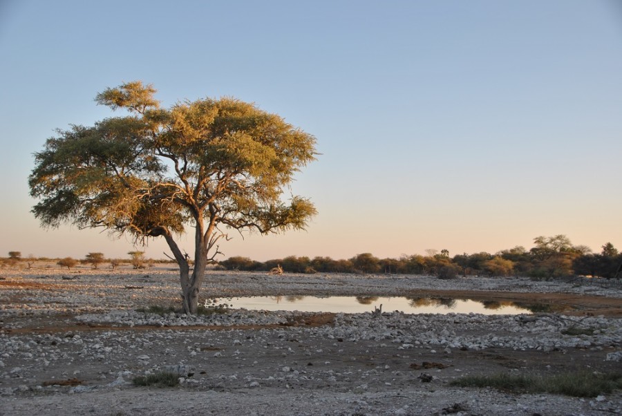 pozze acqua etosha