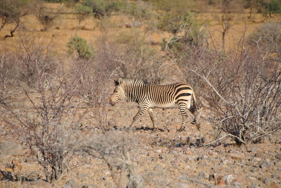 zebra etosha1000