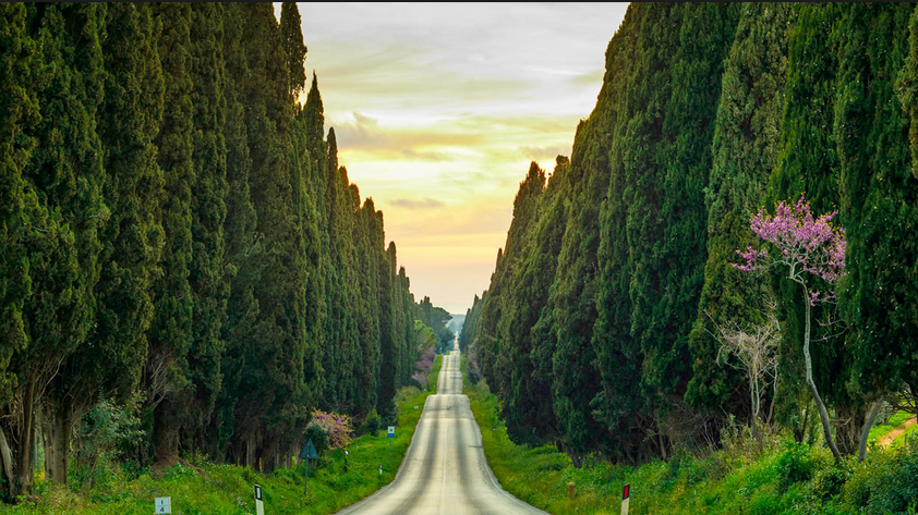 visit costa etruschi bolgheri