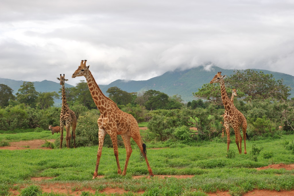 I colori del Safari in Kenya