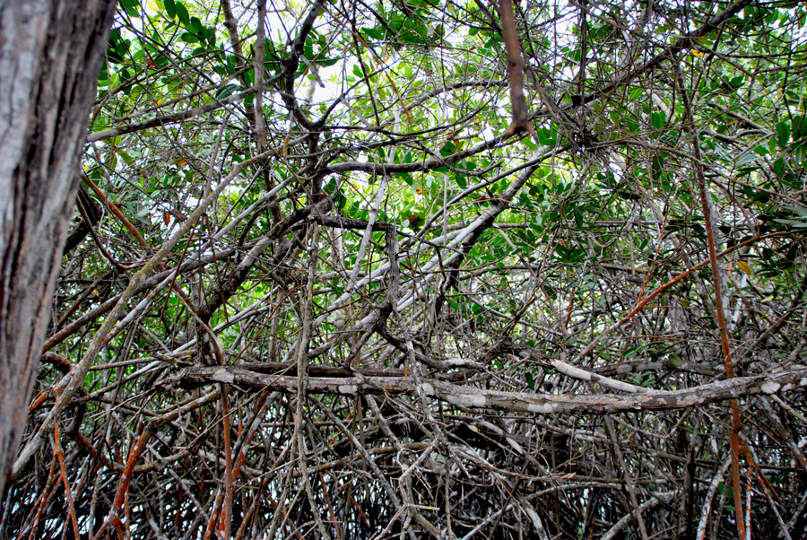 Mangrovie