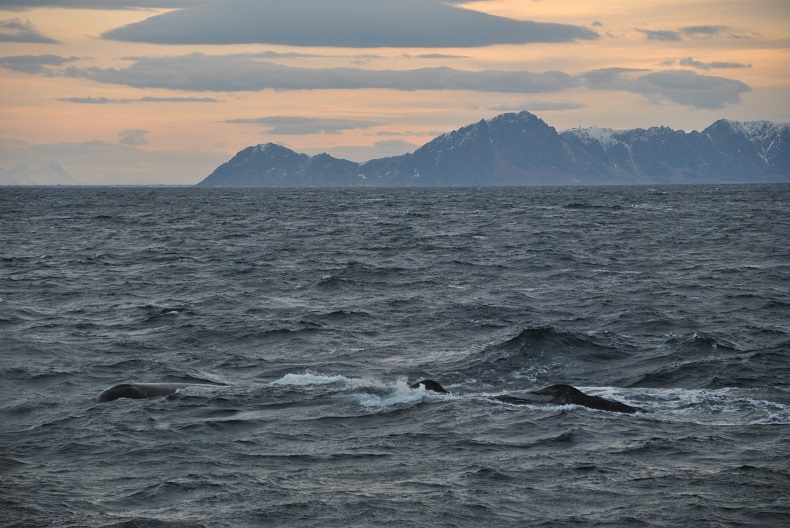 Megattere