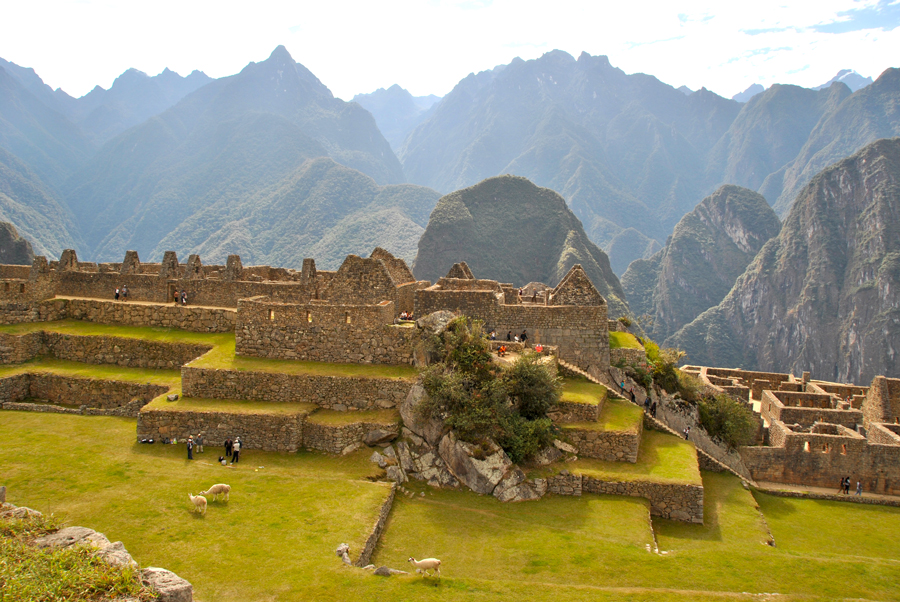 Alpaca che brucano indisturbati a Machu Picchu