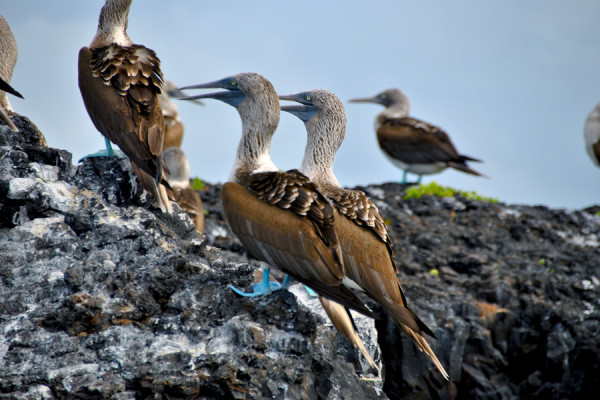 Che animali vedere alle Galapagos