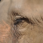 Elefante Elephant Nature Park