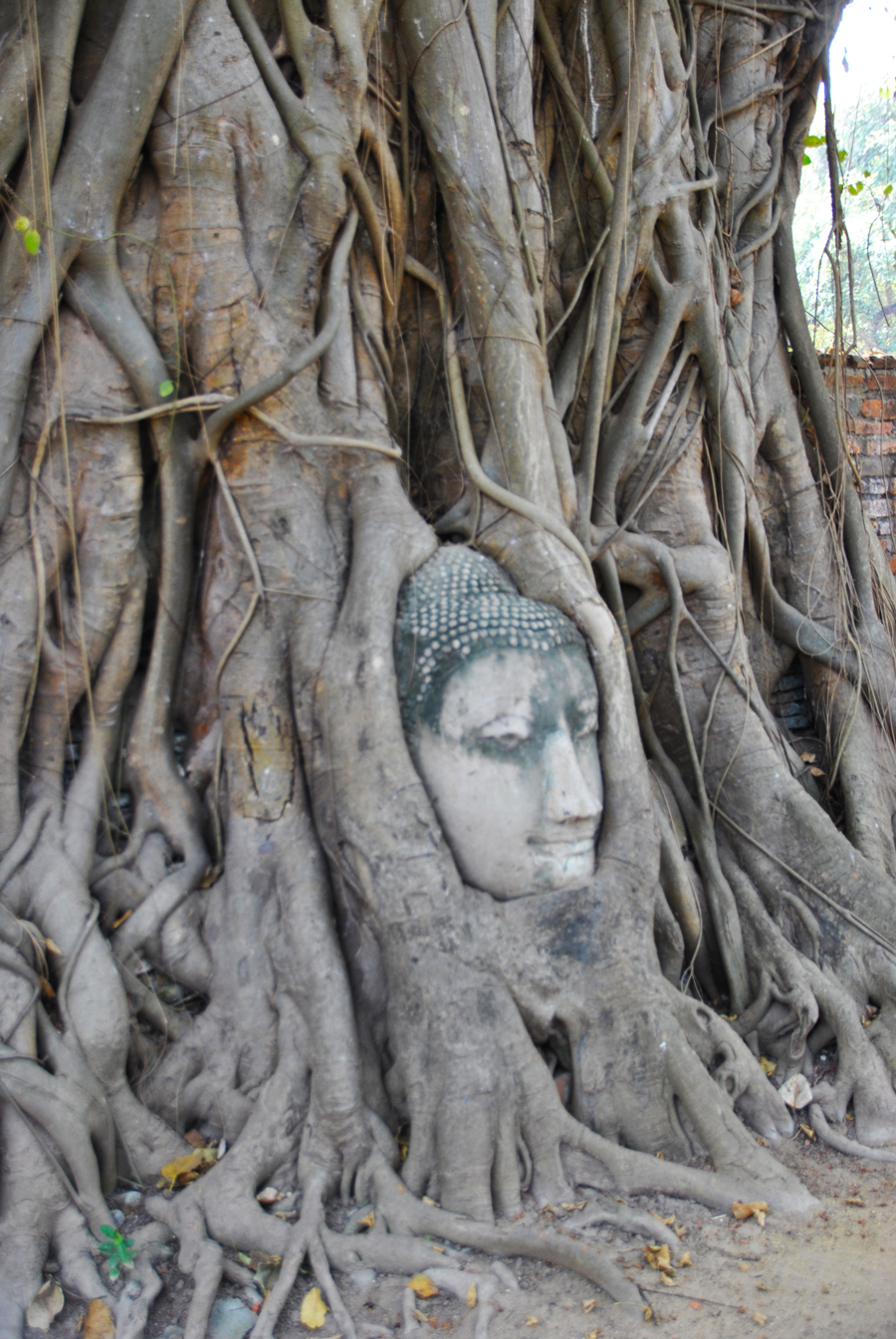 Fra le radici di Ayutthaya