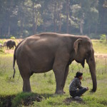 uomo ed elefante Thailandia