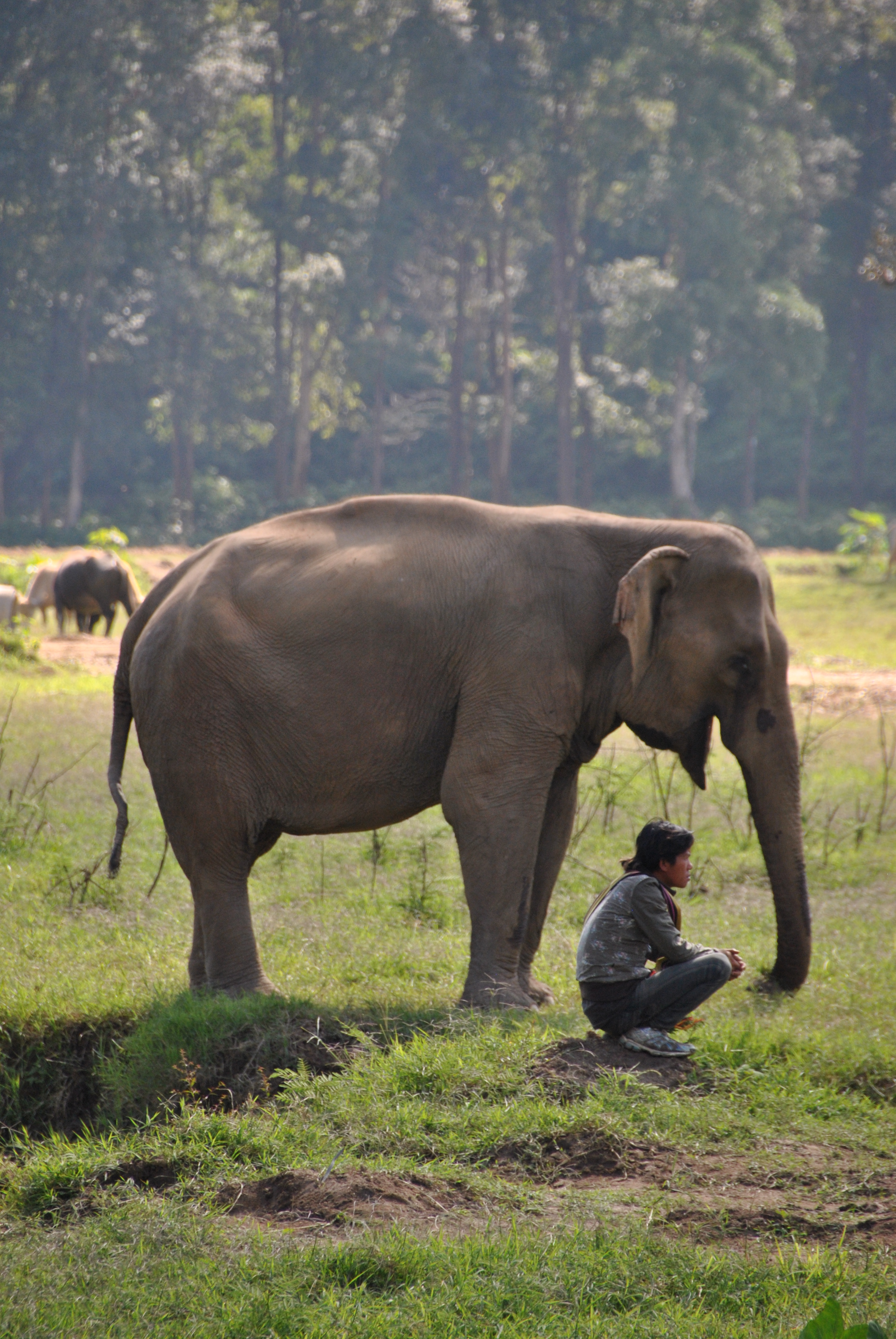 uomo ed elefante Thailandia