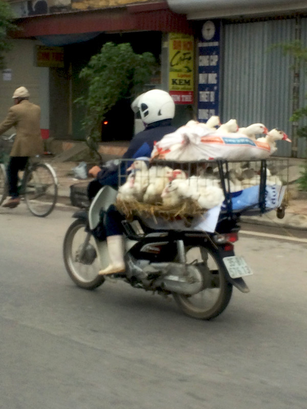 Animali in motorino Vietnam