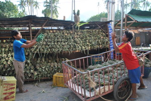 Raccoglitori di Ananas, Thailandia - Phi Phi Islands