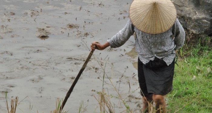 Raccoglitrice di riso, Vietnam - Mai Chau