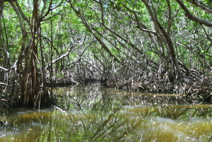 green - mangroov
