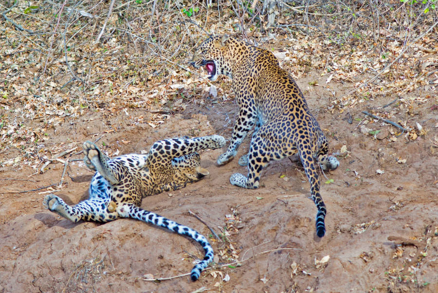 Asian Leopards at play in Yala National Park via shutterstock