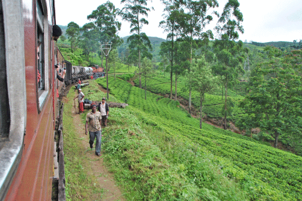 train-to-ella-sri-lanka-2