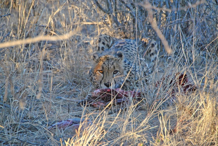 ghepardo namibia trekking1000