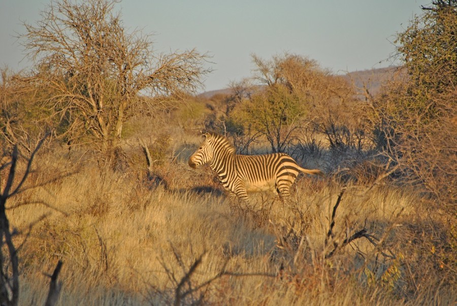 zebra savana africa namibia