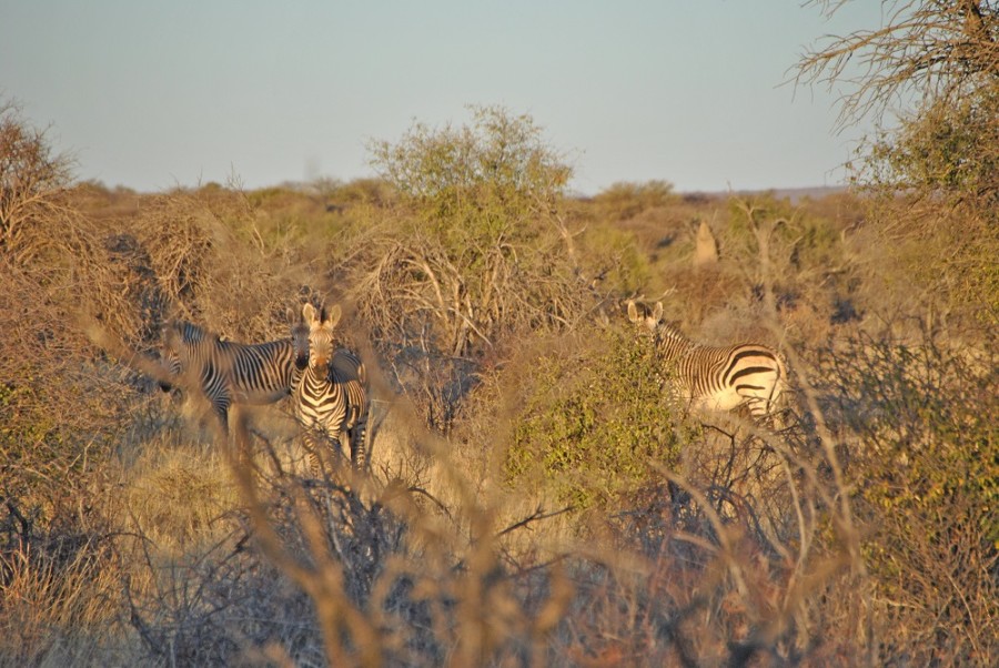 zebre e felini namibia1000