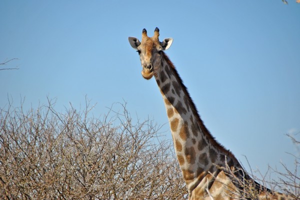 giraffa etosha1000